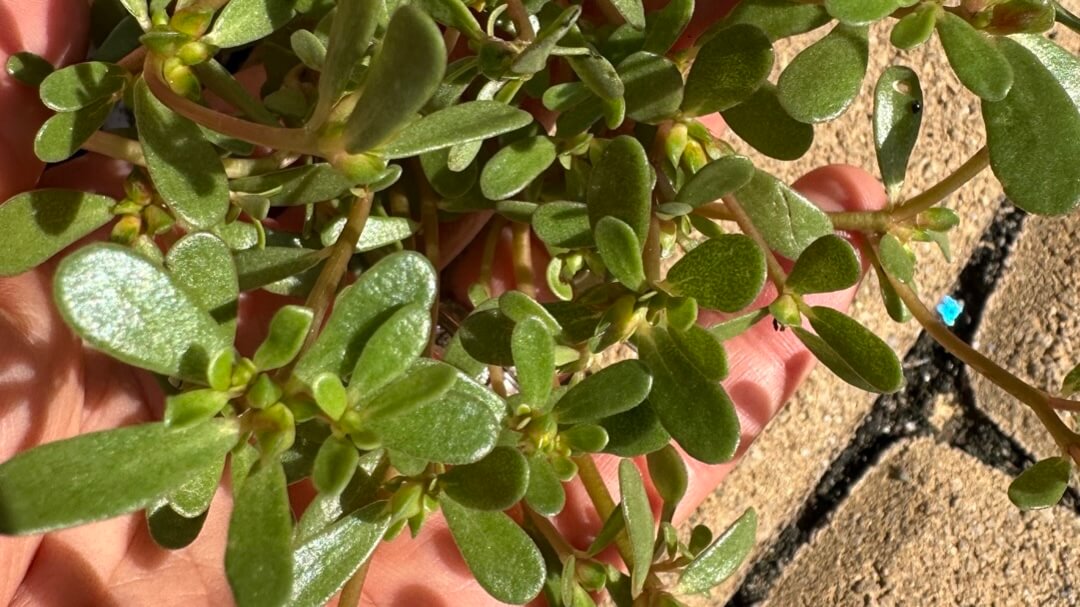 Unlocking the Power of Purslane: The Underrated Superfood and How to Make Your Own Nutrient-Packed Anti-Aging Cream