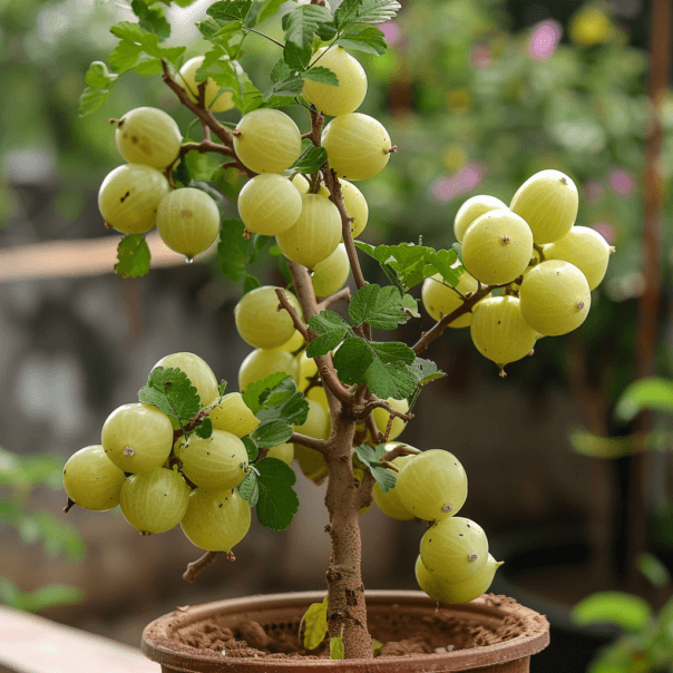 Indian Gooseberry (Amla) Benefits and How to Grow It at Home Plants Life