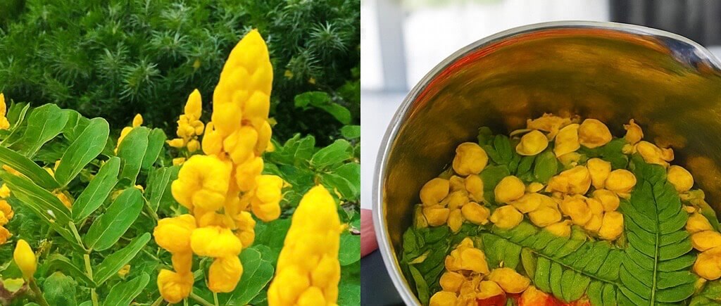 🌿 Senna Alexandrina: 7 Benefits and Uses